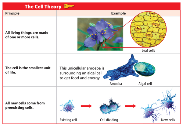 Organism Organization and Cell Theory Science Subjects